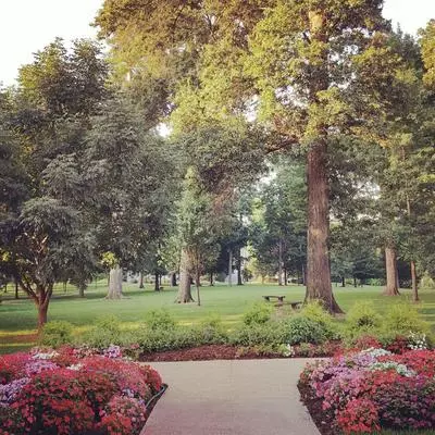 Pink Flowers Green Trees on McKendree Campus
