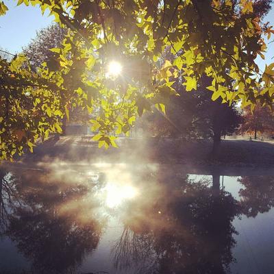 Sunrise through the trees on Horner Park lake